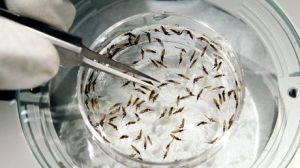 Chikungunya deja primer fallecido en Nicaragua