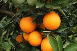 A punto de quebrar más de tres mil fincas de naranja en Carabobo