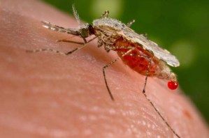 Aseguran que repunte del paludismo se debe a que el Gobierno descuidó fase preventiva