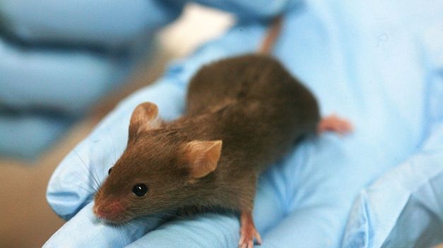 Los apocalípticos VIDEOS de la peor plaga de ratones en Australia