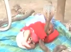 Cuatro cobras protegen el sueño de un bebé (Video)
