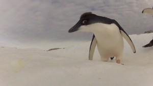 Estudiarán excrementos de pingüinos (Video)