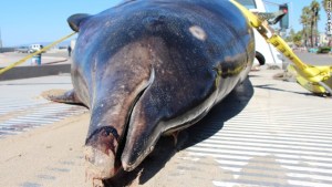 Otro “monstruo marino” en California: una ballena ‘dientes de sable’ de más de 4 metros