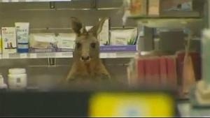 Aparece un canguro en la farmacia de un aeropuerto (Video)