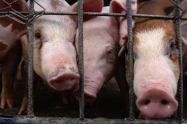 Cirujano afirma que corazones de cerdos podrían ser trasplantados a humanos “dentro de tres años”