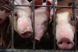 Cirujano afirma que corazones de cerdos podrían ser trasplantados a humanos “dentro de tres años”