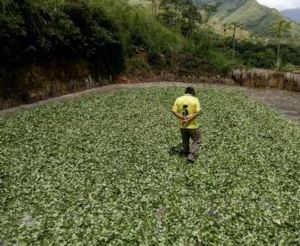 La coca es la única alternativa de vida para muchos campesinos colombianos