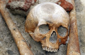 Cráneo de 1,8 millones de años pone en entredicho teoría de la evolución humana