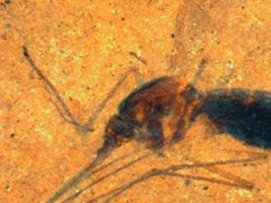 Hallan mosquito con sangre de hace 46 millones de años