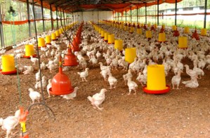 Paralización de Avícola La Guásima impide distribución de 100 mil pollos
