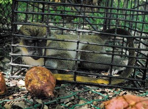Monos fugados de zoológico cubano arrasan cultivos de frutas y maíz (Fotos)