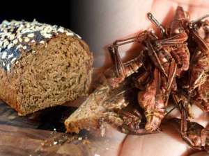 ¿Pan de insectos? Sí, será una fuente sostenible de comida en poblaciones desnutridas