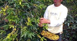 En Gaceta aumento del precio del café a nivel de productor