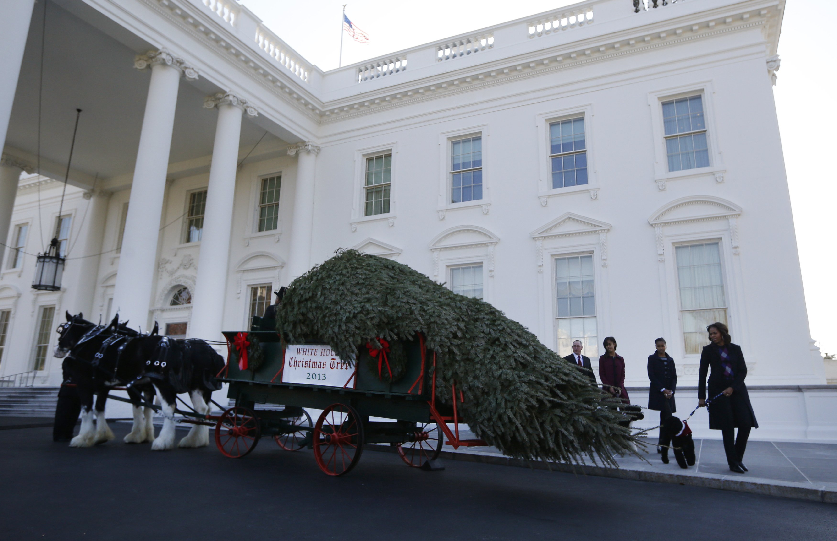 El árbol de Navidad llegó a la Casa Blanca (Fotos)
