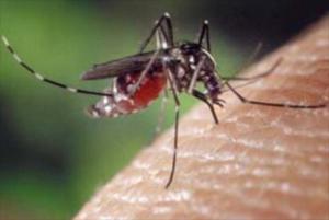 Al menos 38 casos de dengue por día se reportan en Zulia