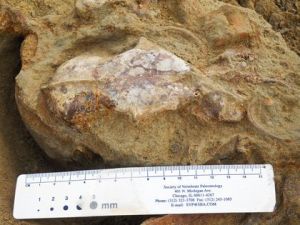 Hallan en el Tíbet el fósil más antiguo de un felino extinguido