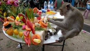 El festín de los monos (Video)