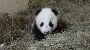 Fu Bao, el panda bebé de Viena (Video)