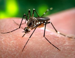 El paludismo aumenta con las temperaturas en zonas altas, según estudio