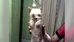 INACEPTABLE: Mete a perro en una botella y sube la foto a Facebook