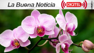 Hallan la orquídea mariposa más rara de Europa