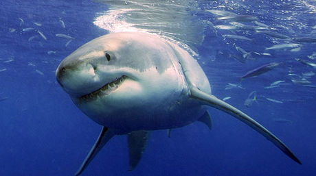 Tiburones de Australia “avisarán” de su cercanía a través de Twitter