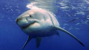 Tiburones de Australia “avisarán” de su cercanía a través de Twitter