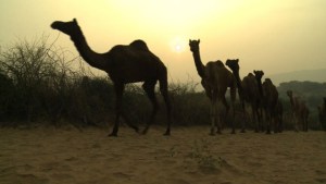 La dificultad de vivir de los camellos (Video)