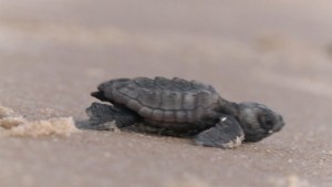 La lucha por salvar tortugas en Brasil (Video)