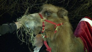 Alquiler de camellos para la Navidad (Video)