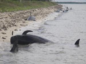 Hallan otras once ballenas muertas en sureste de EEUU
