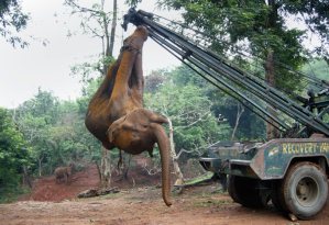 Aprueban plan de urgencia contra caza furtiva de elefantes y tráfico de marfil