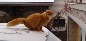 Minino con sobrepeso se queda corto saltando… ¿Garfield eres tú?