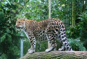 El leopardo Amur, la ganadora de las especies protegidas para WWF