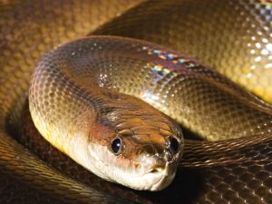 Serpiente pitón mata a guardia en Indonesia