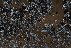 Playa  de Chile aparece cubierta por miles de sardinas muertas (Fotos)