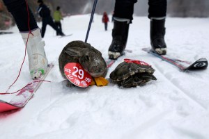 Una tortuga vence a un conejo en una carrera de esquí (Fotos)
