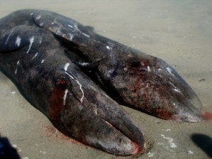 Hallan en México dos crías de ballena gris unidas por el vientre (Fotos)