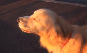 Perro imita sonido de una sirena de ambulancia (Video)