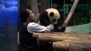 Primer panda de Taiwán recibe a sus fans (Video)