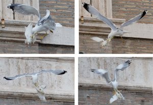 Aves atacan a dos palomas de la paz en El Vaticano (Fotos)