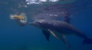 Esta es la droga de los delfines (Video)