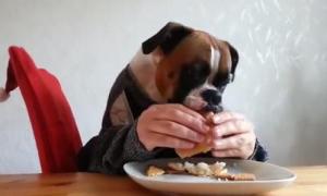 Así de elegante comen en la mesa estos ¡perros! (Videos)