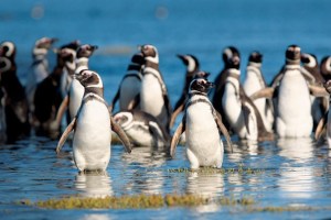 Cambio climático provoca muertes de crías de pingüinos, afirman estudios