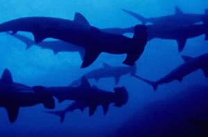 Descubren genes que descalcifican los huesos en el genoma de un tiburón