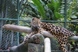 Nació en cautiverio la primera tigra jaguar del país