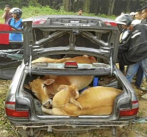 Ladrones meten cuatro vacas en la maleta de un carro (Foto)