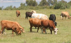 Los gases de 90 vacas hacen explotar una granja