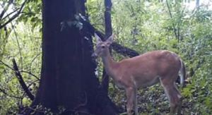 Esto es lo que hace “Bambi” cuando cree que nadie lo está viendo (Video)