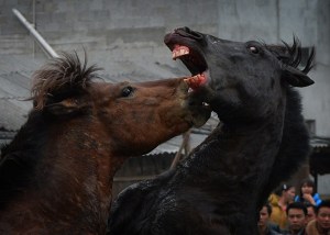 Combate de caballos en el Año del Caballo en China (Fotos)